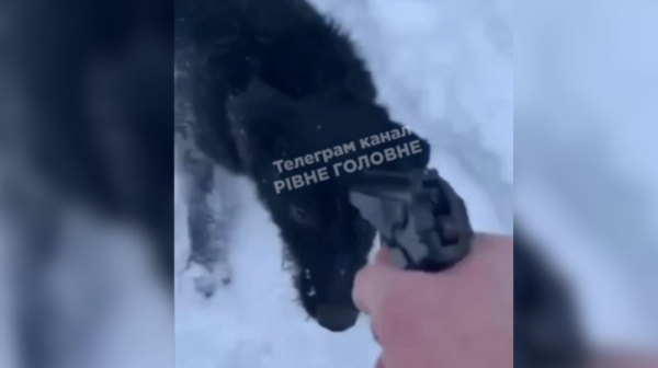 На Рівненщині чоловік на камеру застрелив собаку упритул заради забави » Чернівецький промінь | Новини. Буковина. Чернівці
