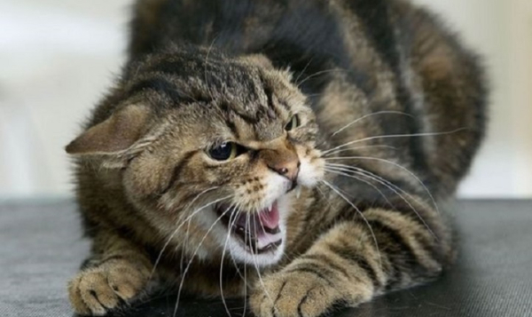 На проспекті Незалежності та вулиці Героїв Майдану через сказ ввели карантин » Чернівецький промінь | Новини. Буковина. Чернівці На проспекті Незалежності та вулиці Героїв Майдану через сказ ввели карантин » Чернівецький промінь | Новини. Буковина. Чернівці