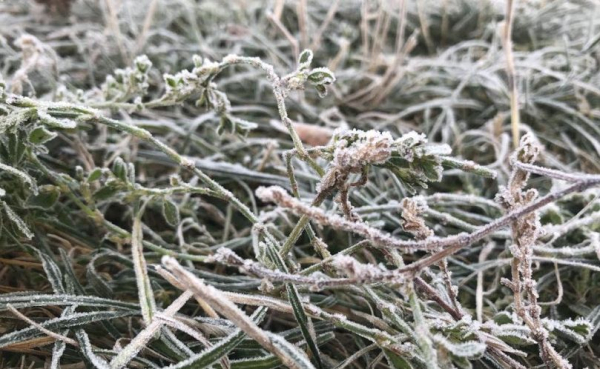 2 травня на Буковині очікуються заморозки » ТВА 2 травня на Буковині очікуються заморозки » ТВА