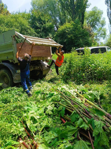 У Чернівцях ліквідовують небезпечні борщівник Сосновського і амброзію &raquo; Чернівецький промінь | Новини. Буковина. Чернівці