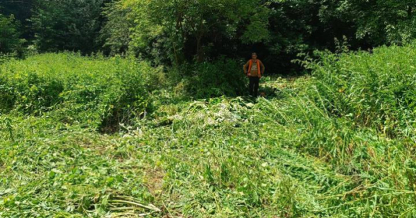 У Чернівцях ліквідовують небезпечні борщівник Сосновського і амброзію &raquo; Чернівецький промінь | Новини. Буковина. Чернівці