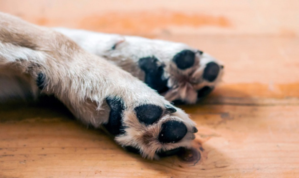 На Хмельниччині живодери вбивали собак &laquo;для лікування туберкульозу&raquo; &raquo; Чернівецький промінь | Новини. Буковина. Чернівці