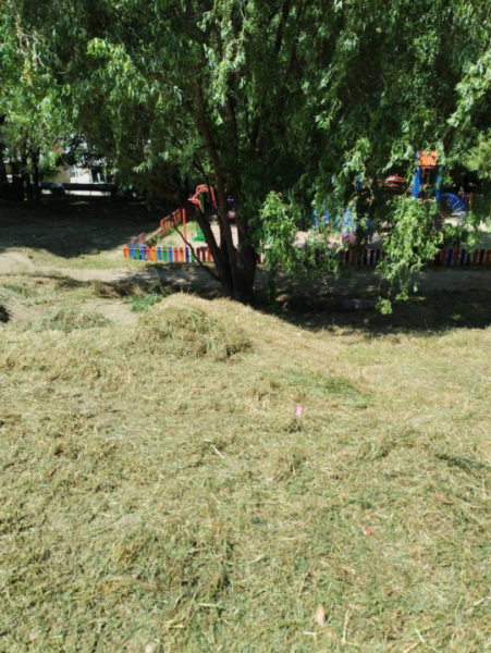 У Чернівцях ліквідовують небезпечні борщівник Сосновського і амброзію &raquo; Чернівецький промінь | Новини. Буковина. Чернівці