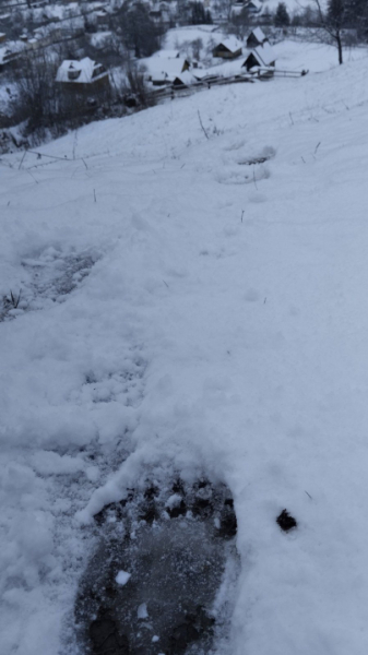 На Путильщині ведмідь у пошуках їжі зайшов у село » Чернівецький промінь | Новини. Буковина. Чернівці На Путильщині ведмідь у пошуках їжі зайшов у село » Чернівецький промінь | Новини. Буковина. Чернівці