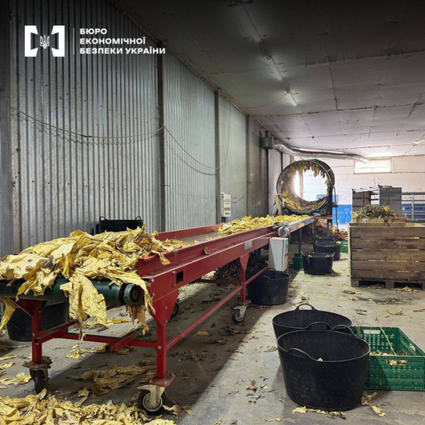 Керівник агропідприємства на Буковині облаштував бізнес на 30 млн. грн: вирощував та збував тютюн &raquo; Чернівецький промінь | Новини. Буковина. Чернівці