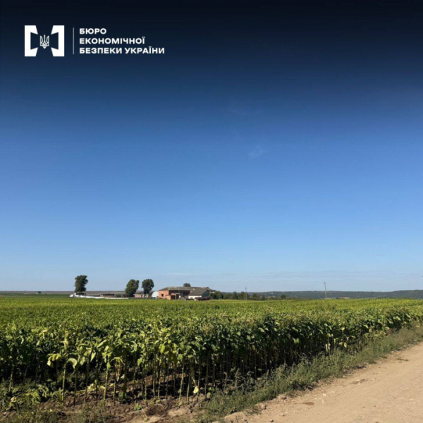 Керівник агропідприємства на Буковині облаштував бізнес на 30 млн. грн: вирощував та збував тютюн &raquo; Чернівецький промінь | Новини. Буковина. Чернівці