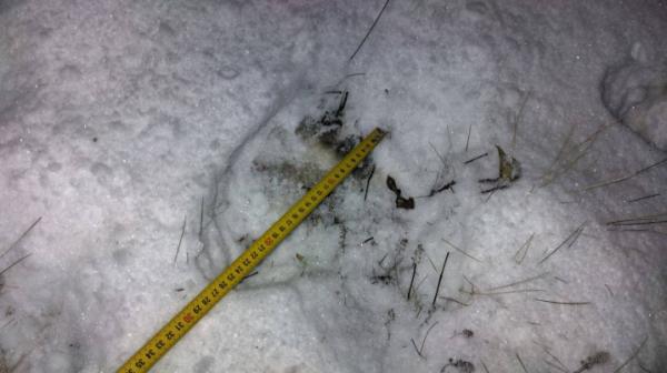 На Путильщині ведмідь у пошуках їжі зайшов у село » Чернівецький промінь | Новини. Буковина. Чернівці На Путильщині ведмідь у пошуках їжі зайшов у село » Чернівецький промінь | Новини. Буковина. Чернівці