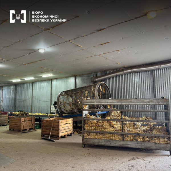 Керівник агропідприємства на Буковині облаштував бізнес на 30 млн. грн: вирощував та збував тютюн &raquo; Чернівецький промінь | Новини. Буковина. Чернівці