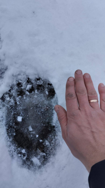 На Путильщині ведмідь у пошуках їжі зайшов у село » Чернівецький промінь | Новини. Буковина. Чернівці На Путильщині ведмідь у пошуках їжі зайшов у село » Чернівецький промінь | Новини. Буковина. Чернівці