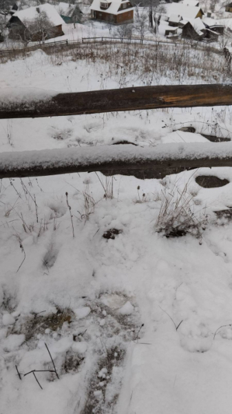 На Путильщині ведмідь у пошуках їжі зайшов у село » Чернівецький промінь | Новини. Буковина. Чернівці На Путильщині ведмідь у пошуках їжі зайшов у село » Чернівецький промінь | Новини. Буковина. Чернівці