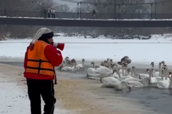На Львівщині лебеді примерзають до криги через сильний мороз &raquo; Чернівецький промінь | Новини. Чернівці. Буковина