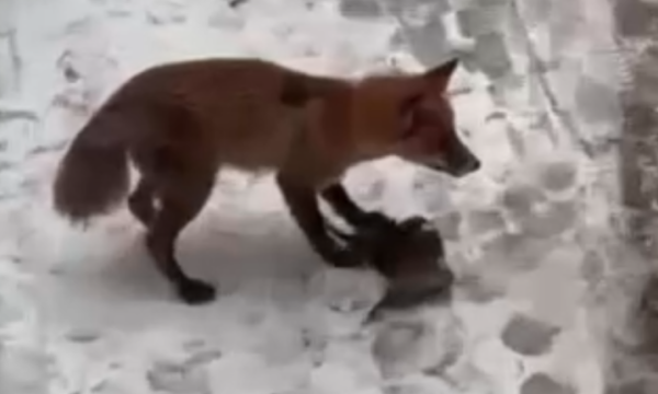 У Чернівцях серед багатоповерхівок зафільмували лисицю, яка вполювала голуба &raquo; Чернівецький промінь | Новини. Чернівці. Буковина